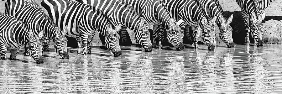 Line of zebras #1 Photograph by Ewa Jermakowicz