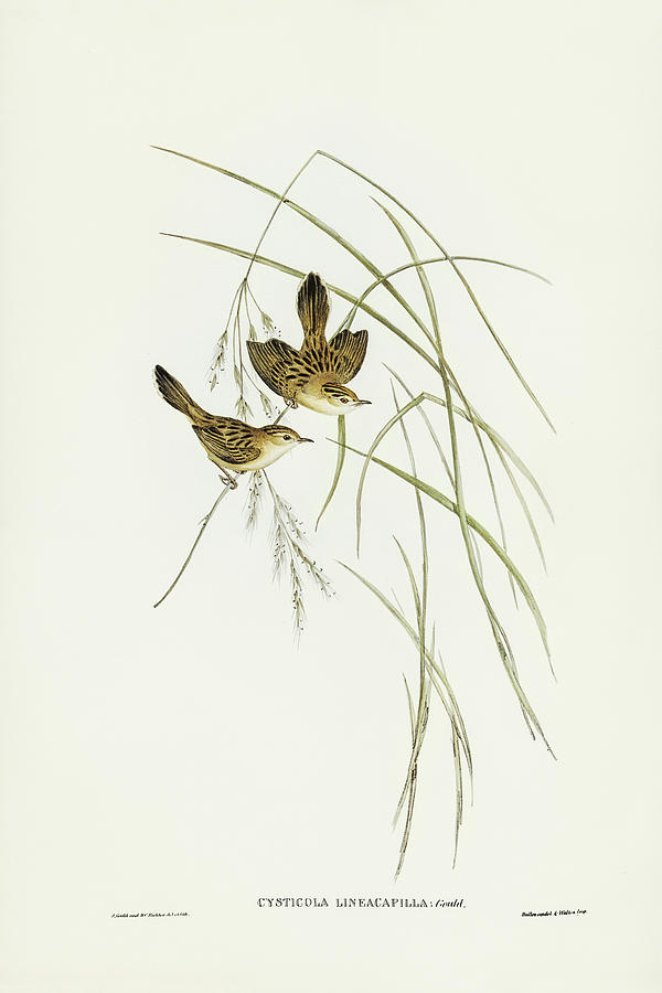 John Gould Drawing - Lineated Warbler, Cysticola lineocapilla by John Gould