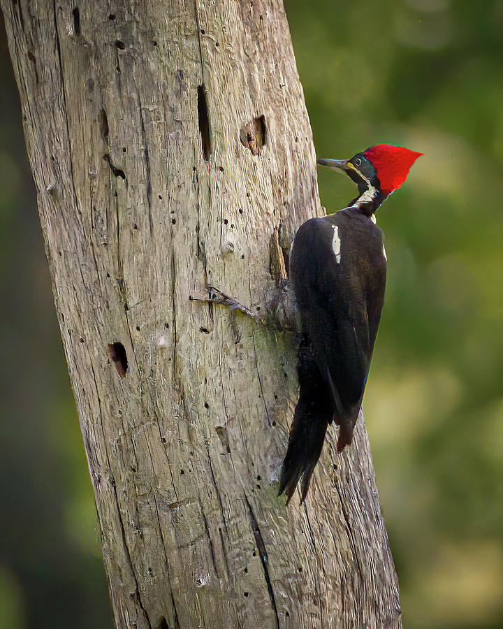Lineated Woodpecker Hacienda El Triunfo Honda Tolima Colombia Photograph by Adam Rainoff