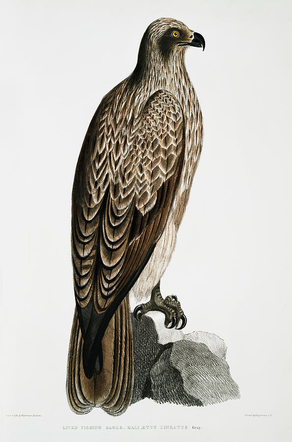 Lined Fishing Eagle Haliaetus Lineatus From Illustrations Of Indian