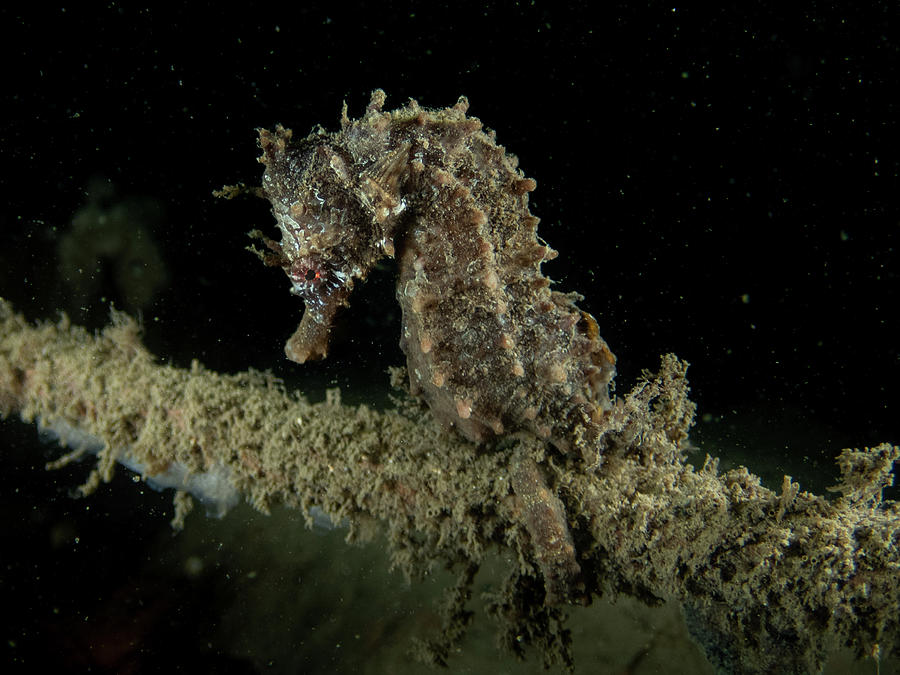 Lined Seahorse Photograph by Brian Weber
