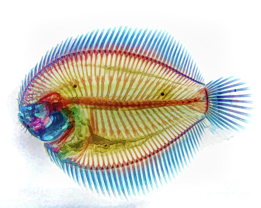 Lined Sole Stained Specimen D A Photograph by Kevin Anderson