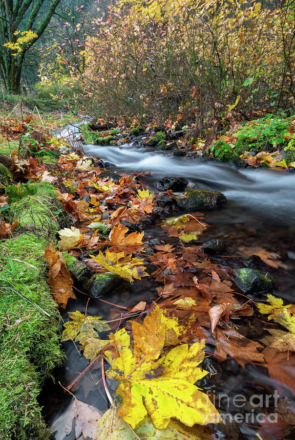 Fall Photograph - Lined with Fallen Gold by Michael Dawson