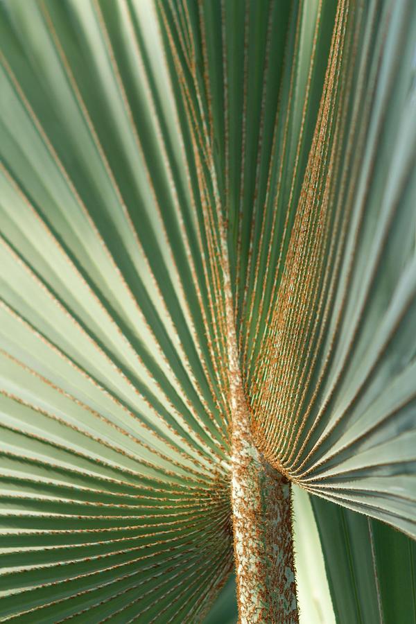 Lines of a Palm Frond Photograph by Liza Eckardt