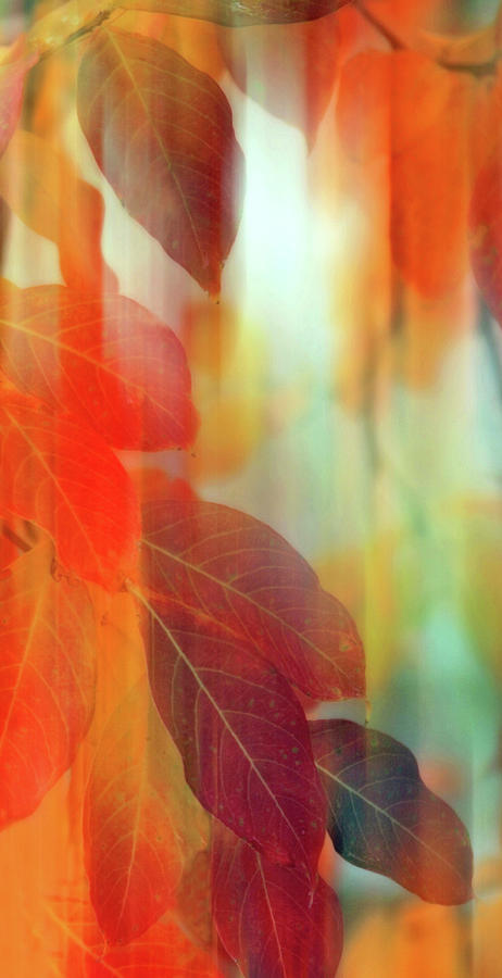 Lingering Leaves Photograph by Jessica Jenney