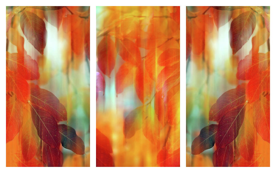 Lingering Leaves Triptych Photograph by Jessica Jenney