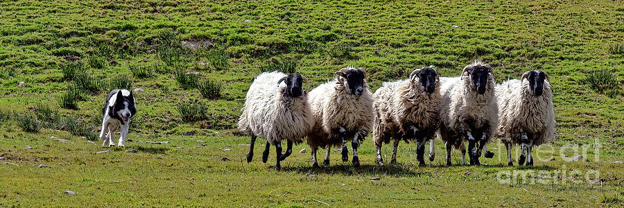 Sheep Photograph - Lining Them Up by Olivier Le Queinec
