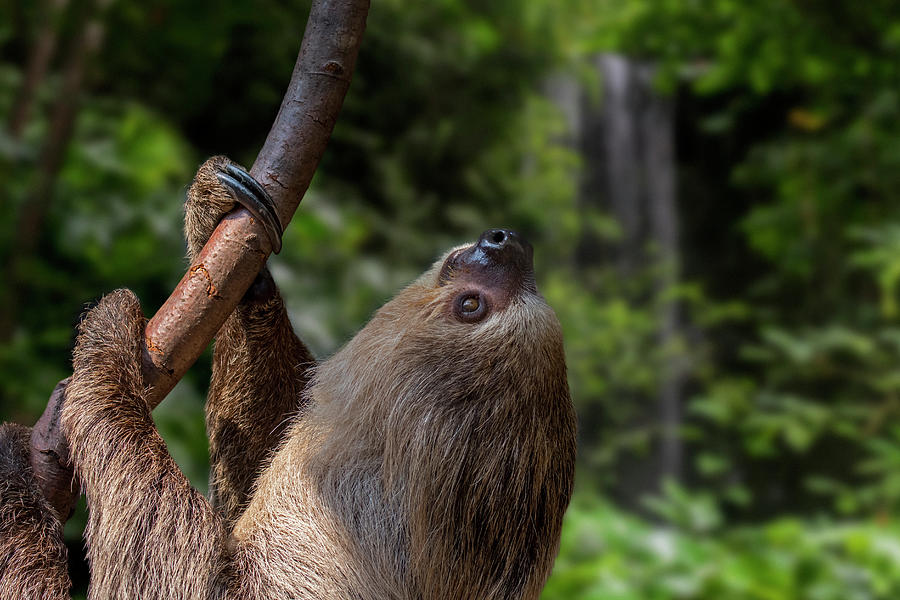 Linnaeuss two-toed sloth in Rain Forest Photograph by Arterra Picture Library