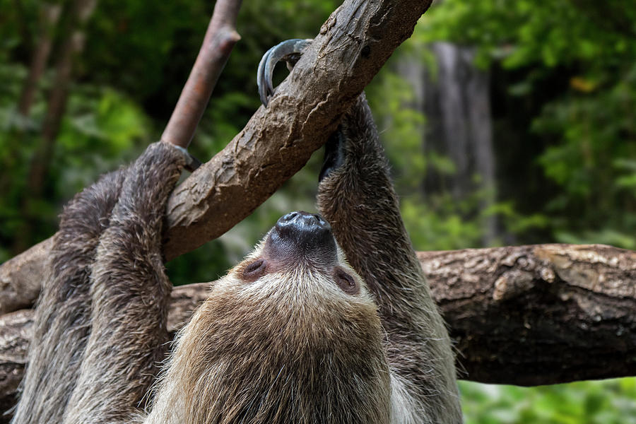 Linnaeuss Two-Toed Sloth in Rainforest Photograph by Arterra Picture Library