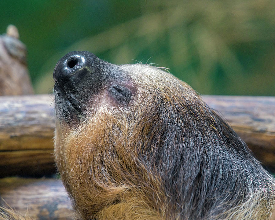 Linnes Two Toed Sloth Portrait Photograph By Christopher Mazza Pixels