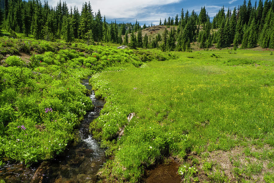 Linton Meadows in the Three Sisters Wilderness Photograph by David L ...