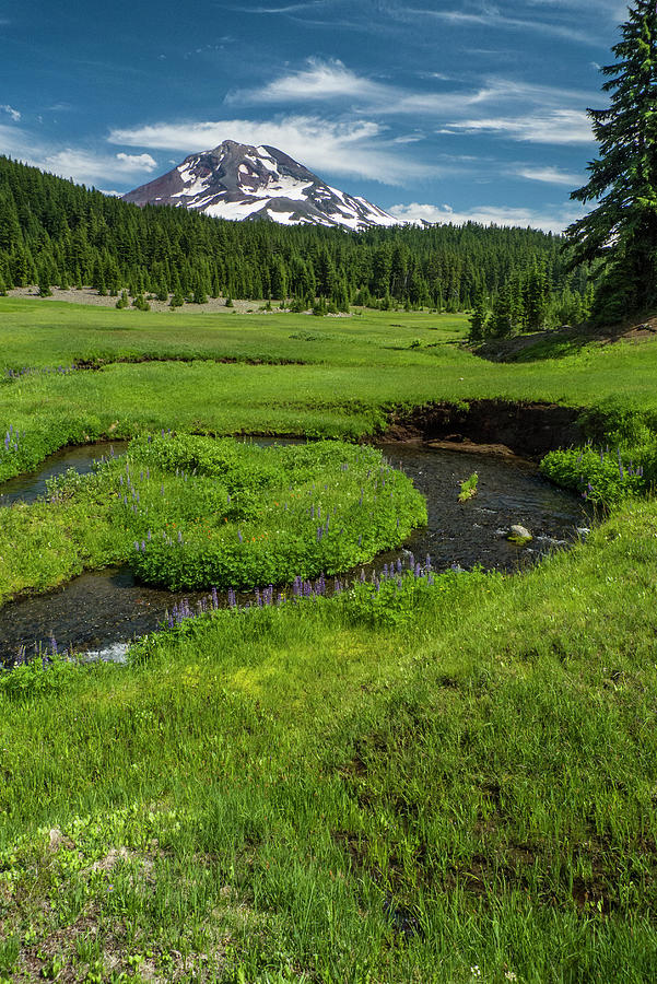 Linton Meadows in the Three Sisters Wilderness oregon Photograph by David L Moore