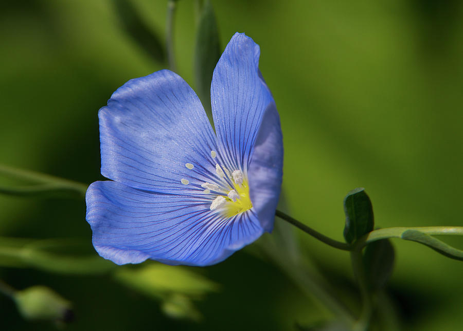 Linum Blue Flax Blossom Photograph by Patti Deters