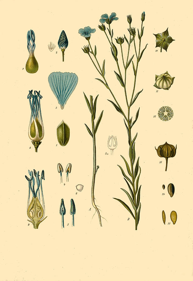 Linum usitatissimum Drawing by Walther Otto Mueller