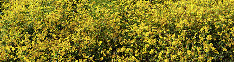 Mountain Photograph - Linville Falls Blue Ridge Yellow Flowers Panorama 108 by Dan Carmichael
