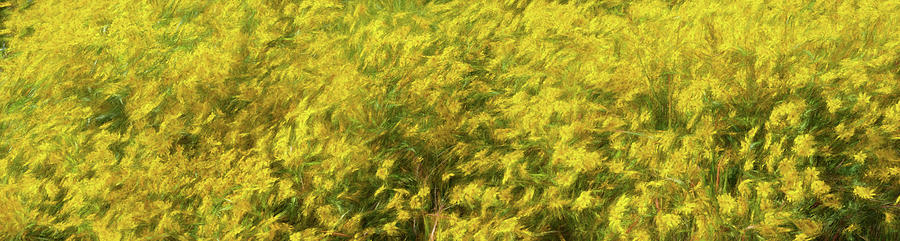 Mountain Photograph - Linville Falls Blue Ridge Yellow Flowers Panorama ap 108 by Dan Carmichael