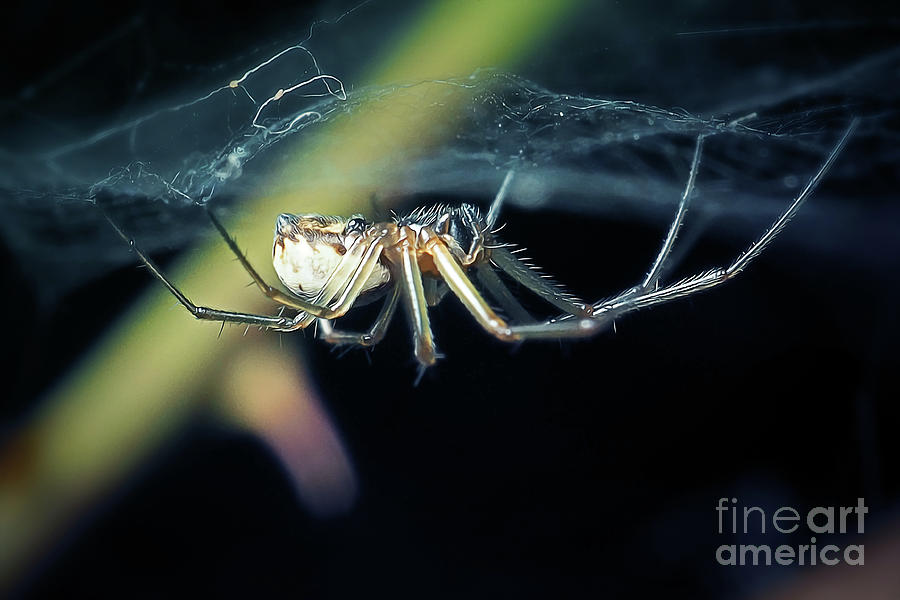 Nature Photograph - Linyphiidae Dwarf Spider by Frank Ramspott