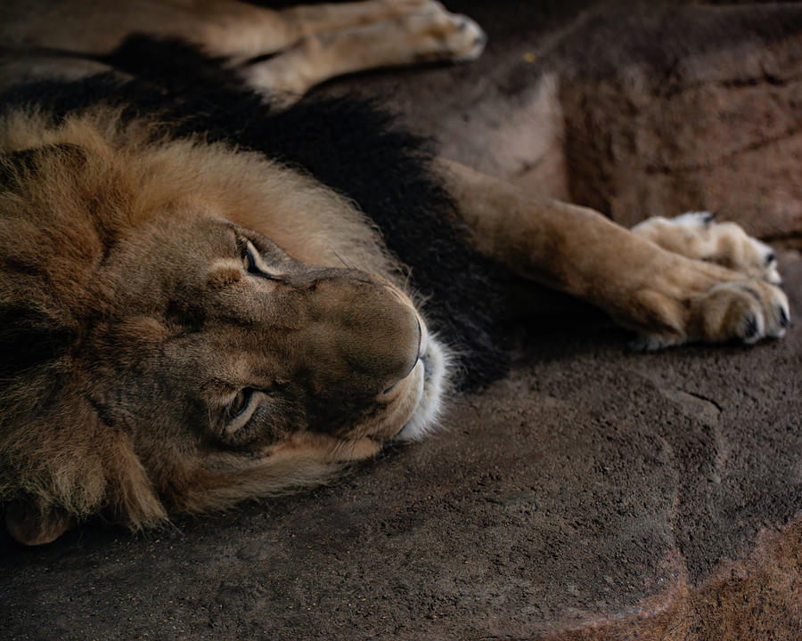 Lion 002 Photograph by Flees Photos