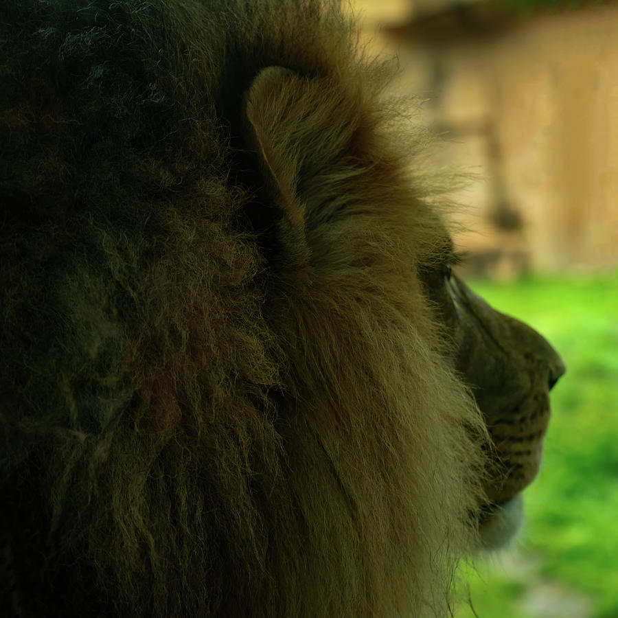 Lion 003 Photograph by Flees Photos