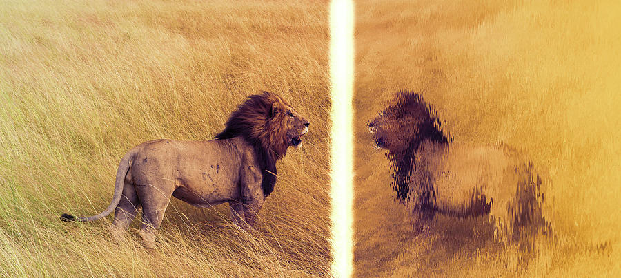 Lion Alternate Dimension Digital Art by Pelo Blanco Photo