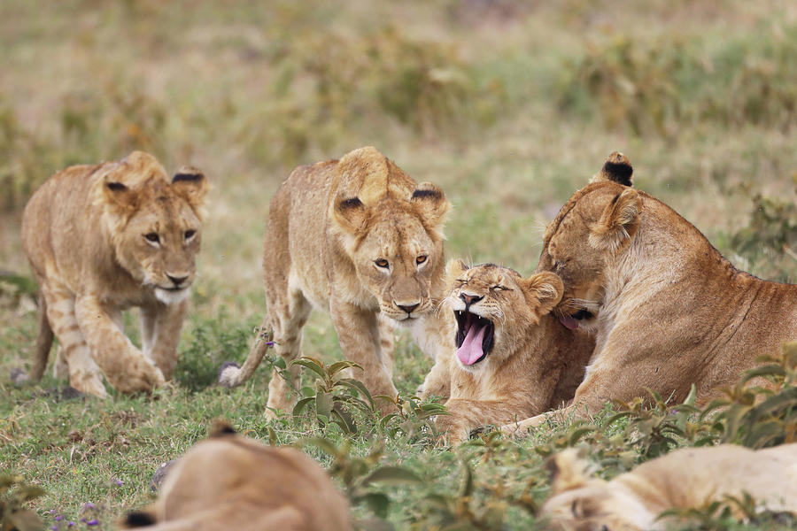 Lion and babies Photograph by Carolyn Cheney - Fine Art America