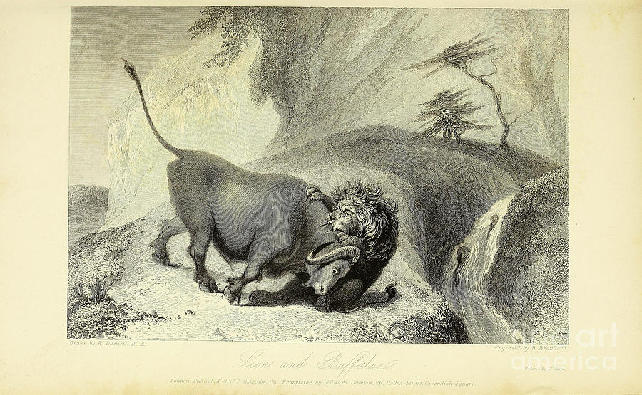 Lion And Buffaloe J Drawing