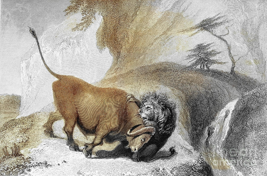 Lion And Buffaloe J2 Drawing