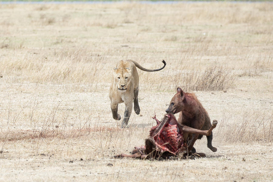 Lion and Hyena Fighting over kill in Ngorongoro Crater Tanzania Photograph by Nate Gautsche