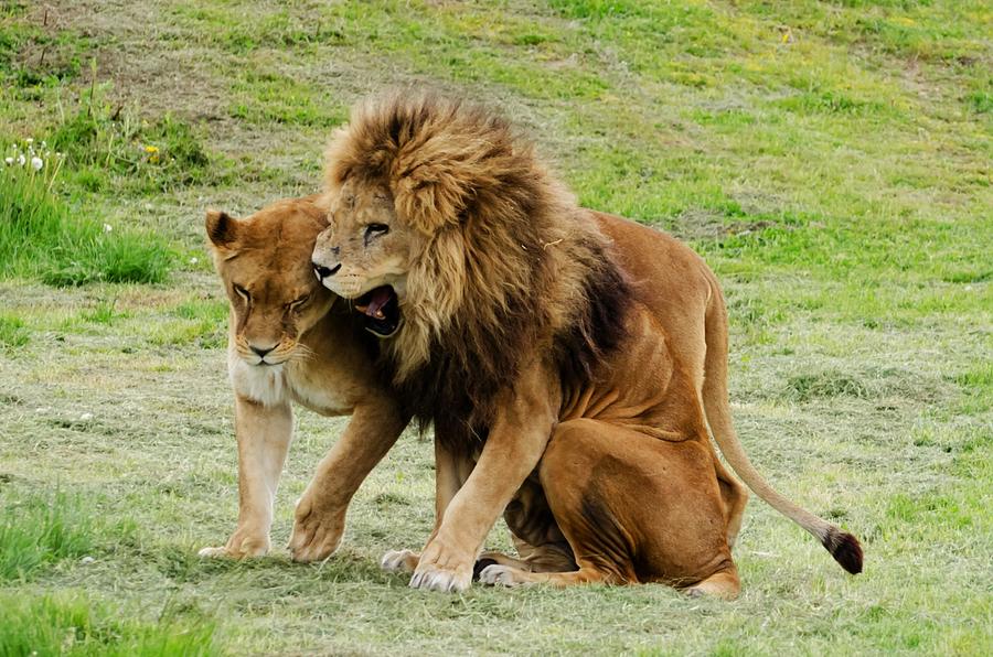 Lion And Lioness - Animals 7 Photograph by Les Classics - Pixels