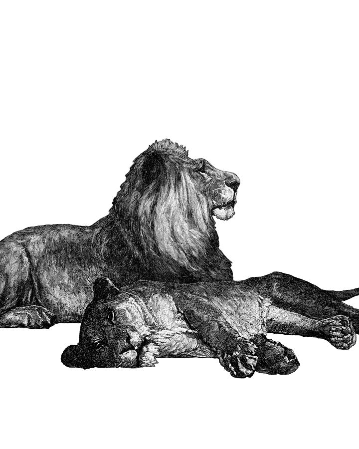 Animal Digital Art - Lion and lioness in black and white by Madame Memento