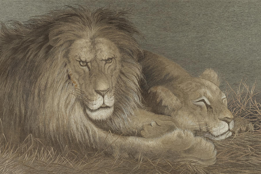 Lion And Lioness In Long Grasses Drawing