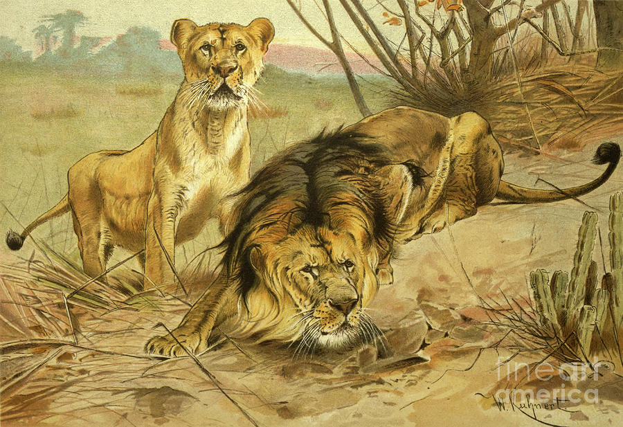 Lion And Lioness L2 Drawing