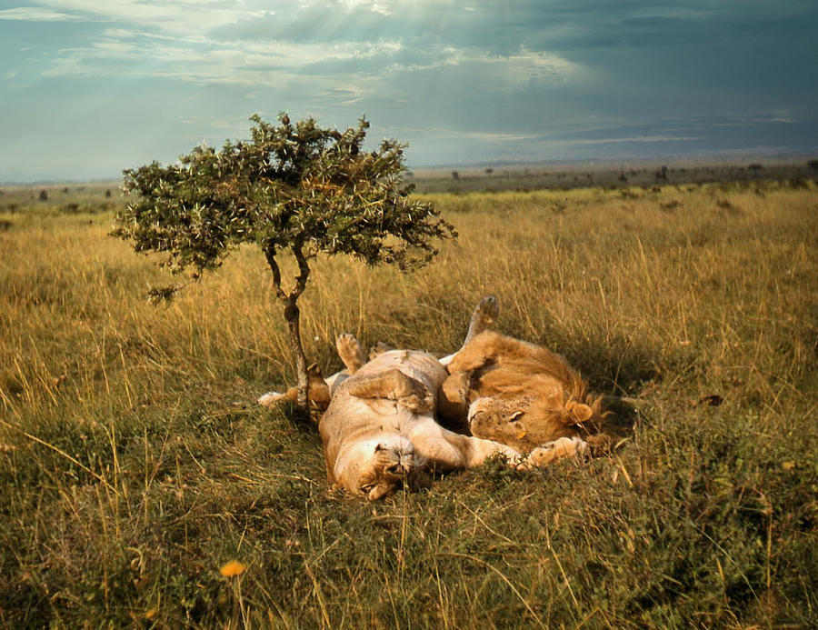 Lion and Lioness Napping Photograph by Russ Considine