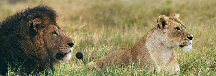 Lion and Lioness on African Safari Photograph by Bonnie Colgan