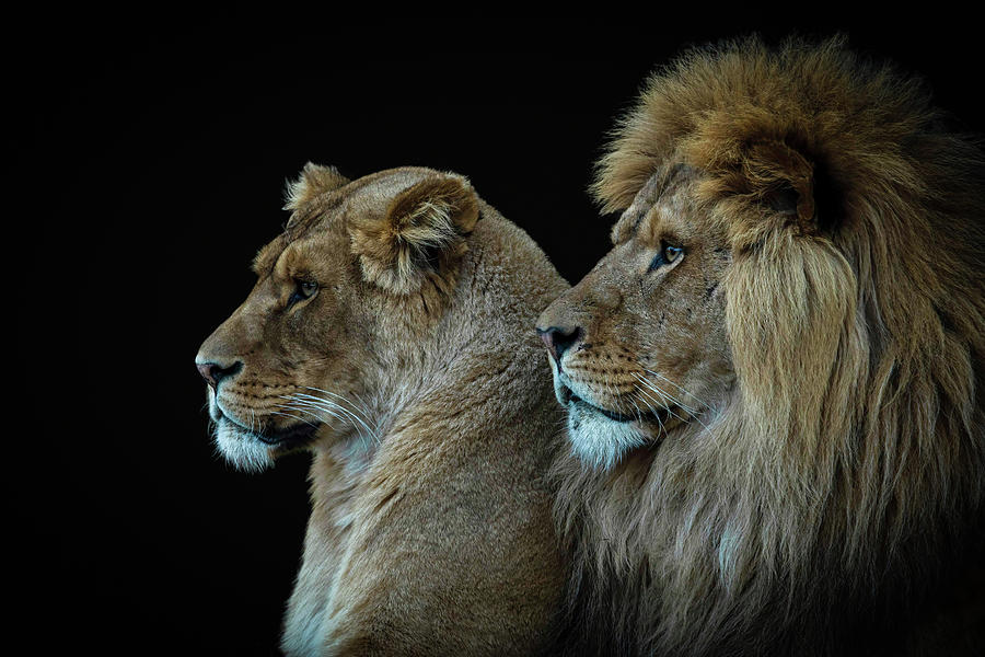 Lion And Lioness Portrait Digital Art by Marjolein Van Middelkoop
