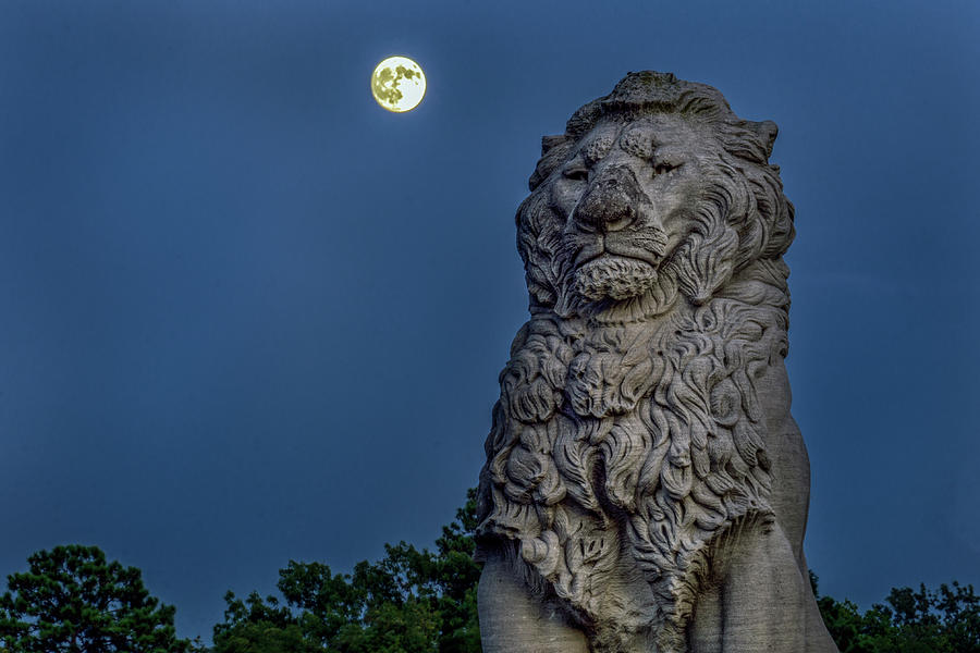 Lion and the Moon Photograph by Jerry Gammon