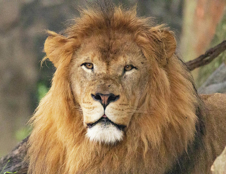 Lion Animal Pyrography by Pritpal Momi