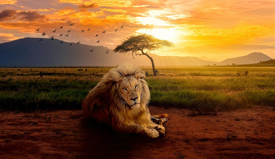 Lion at an African Savannah Grassland Digital Art by Joey Kapiya - Pixels