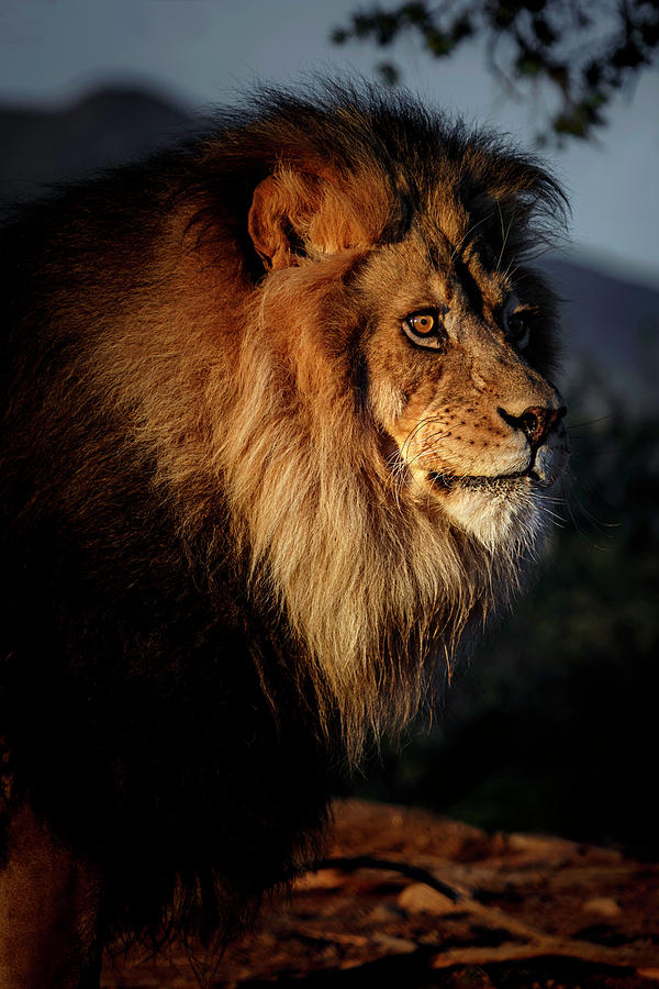 Lion at First Light Photograph by Wes and Dotty Weber