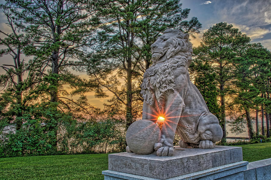 Lion at Ssunset Photograph by Jerry Gammon