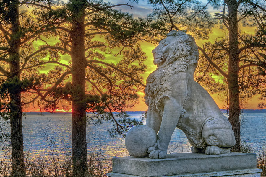 Lion at Sunset Photograph by Jerry Gammon