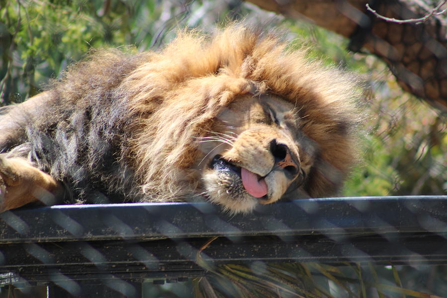 Lion at the Zoo Photograph by Courtney Canale - Fine Art America