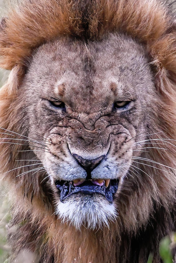 Lion Attitude Photograph by Eric Albright