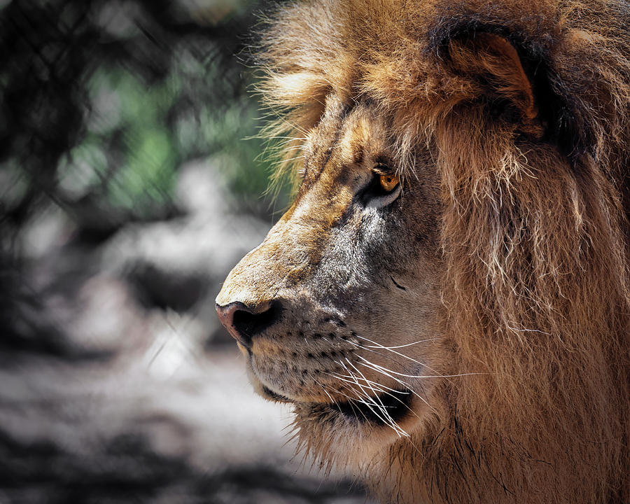 Lion Photograph by Bill Chizek