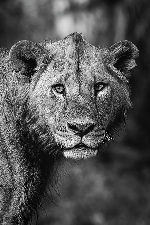 Lion Black and White Photograph by Ramabhadran Thirupattur
