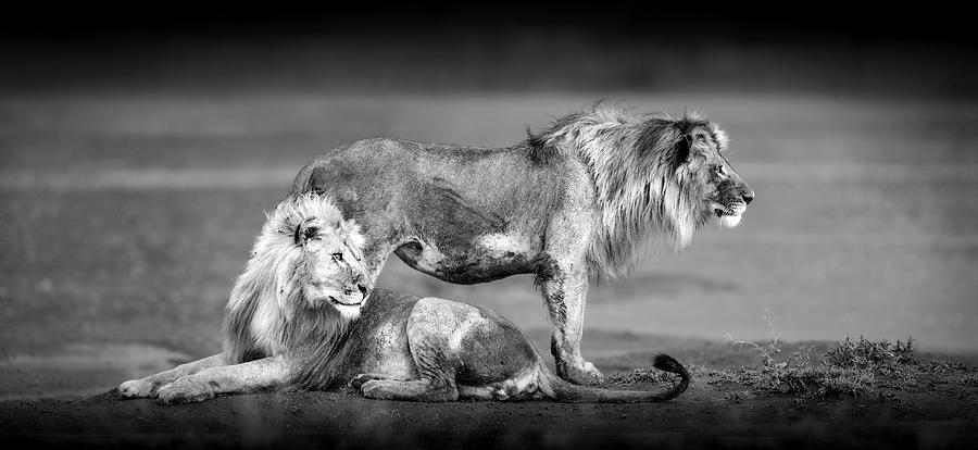 Lion Brothers, Ndutu - Tanzania Photograph by Stu Porter