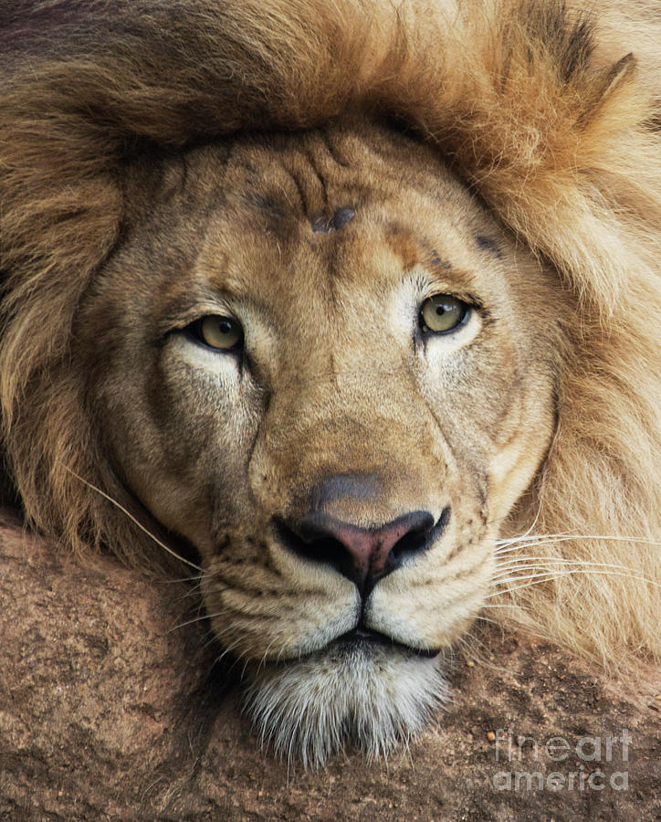 Lion Photograph - Lion close up by Sheila Smart