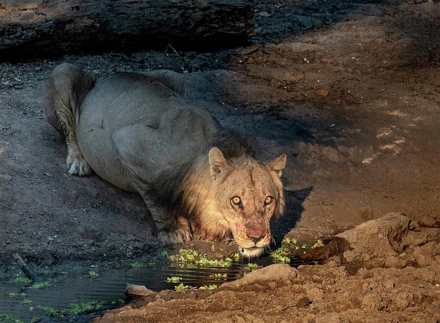 Lion crouching for a drink in dappled shade Photograph by ROAR AFRICA by  Rockford Draper