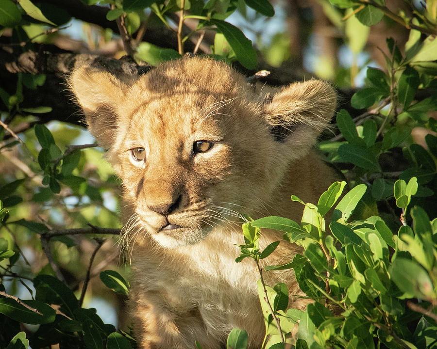 Lion cub 1214 Photograph by Janis Knight
