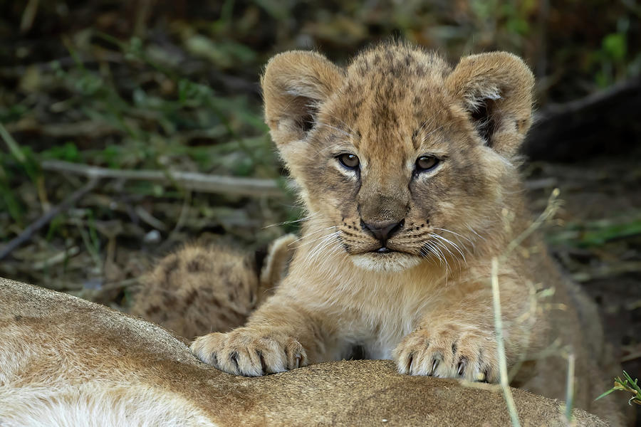 Lion Cub 2 Photograph by MaryJane Sesto